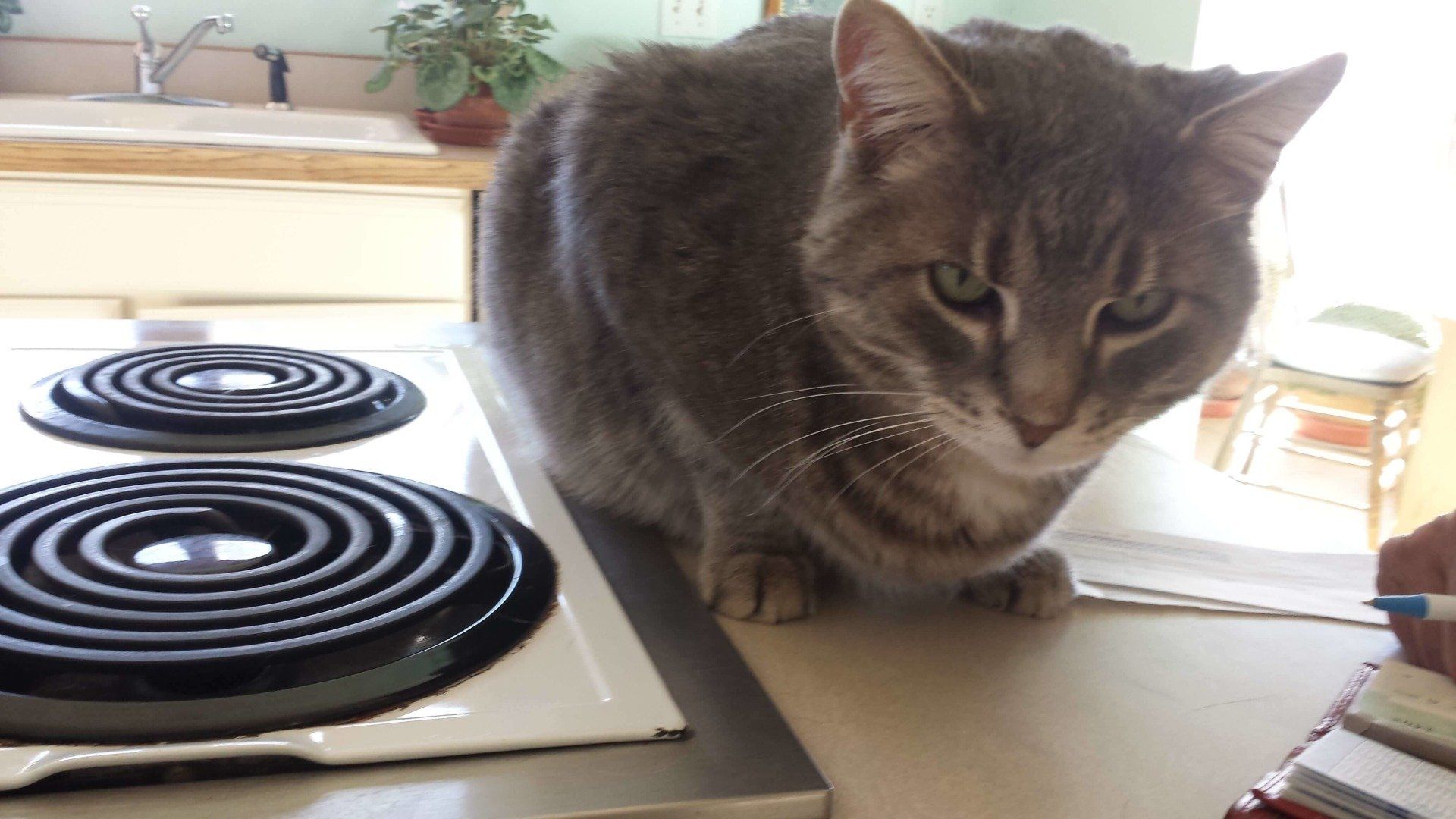 serious cat - house call in Windsor, CO