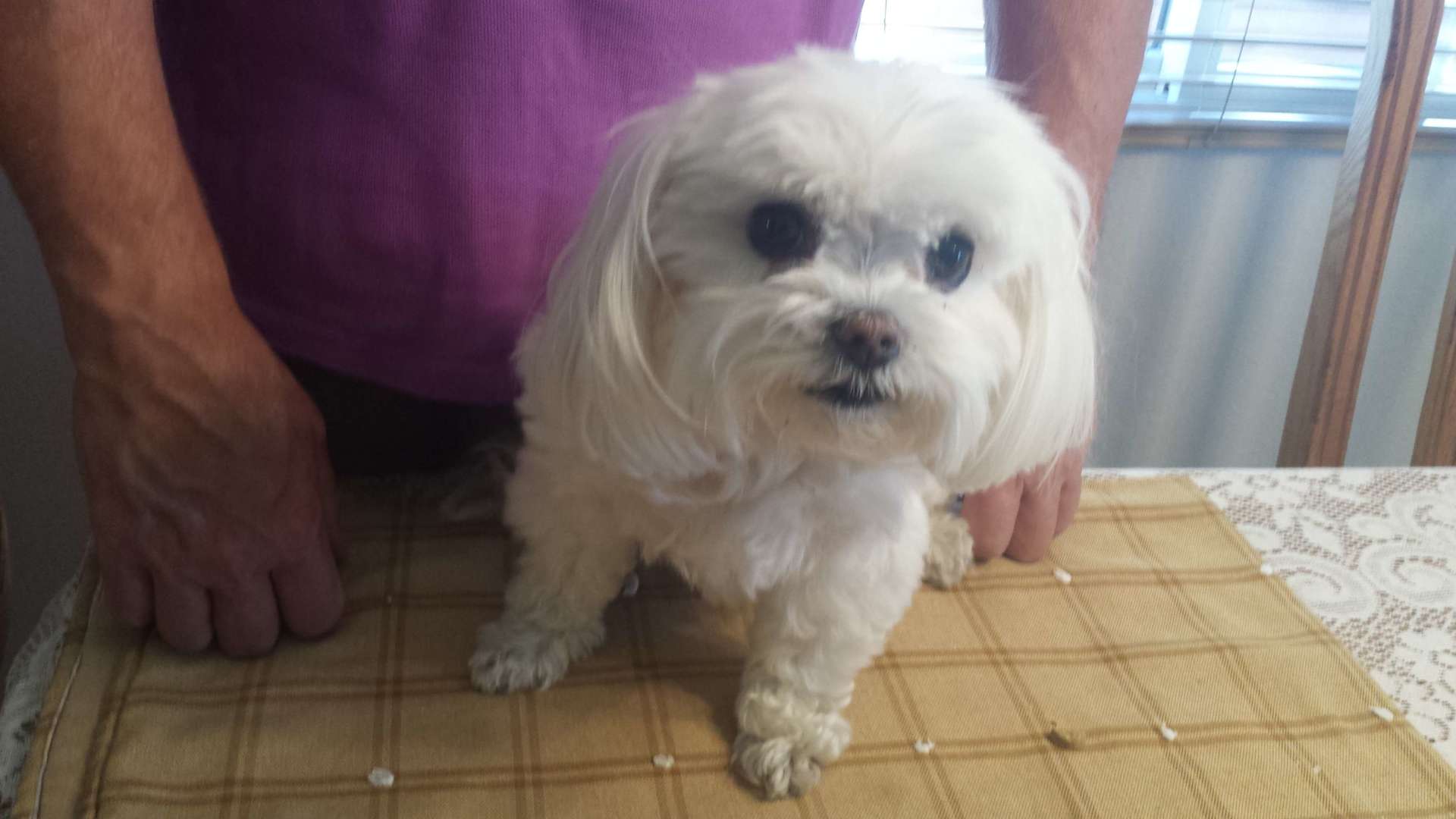 cute puppy - house call in Windsor, CO