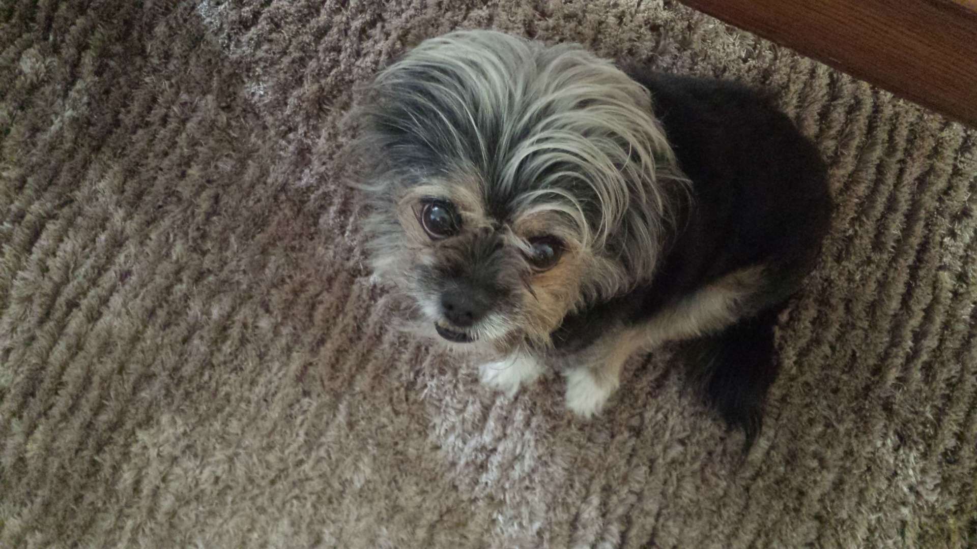 cute dog - house call in Windsor, CO