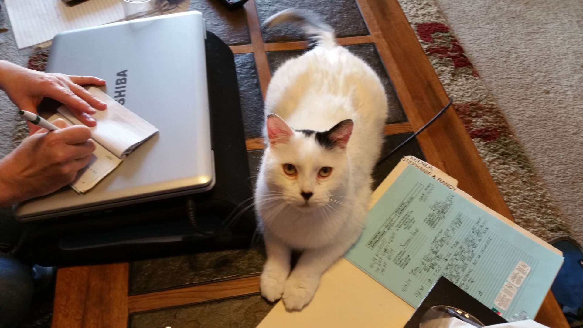 cute cat - house call in Windsor, CO