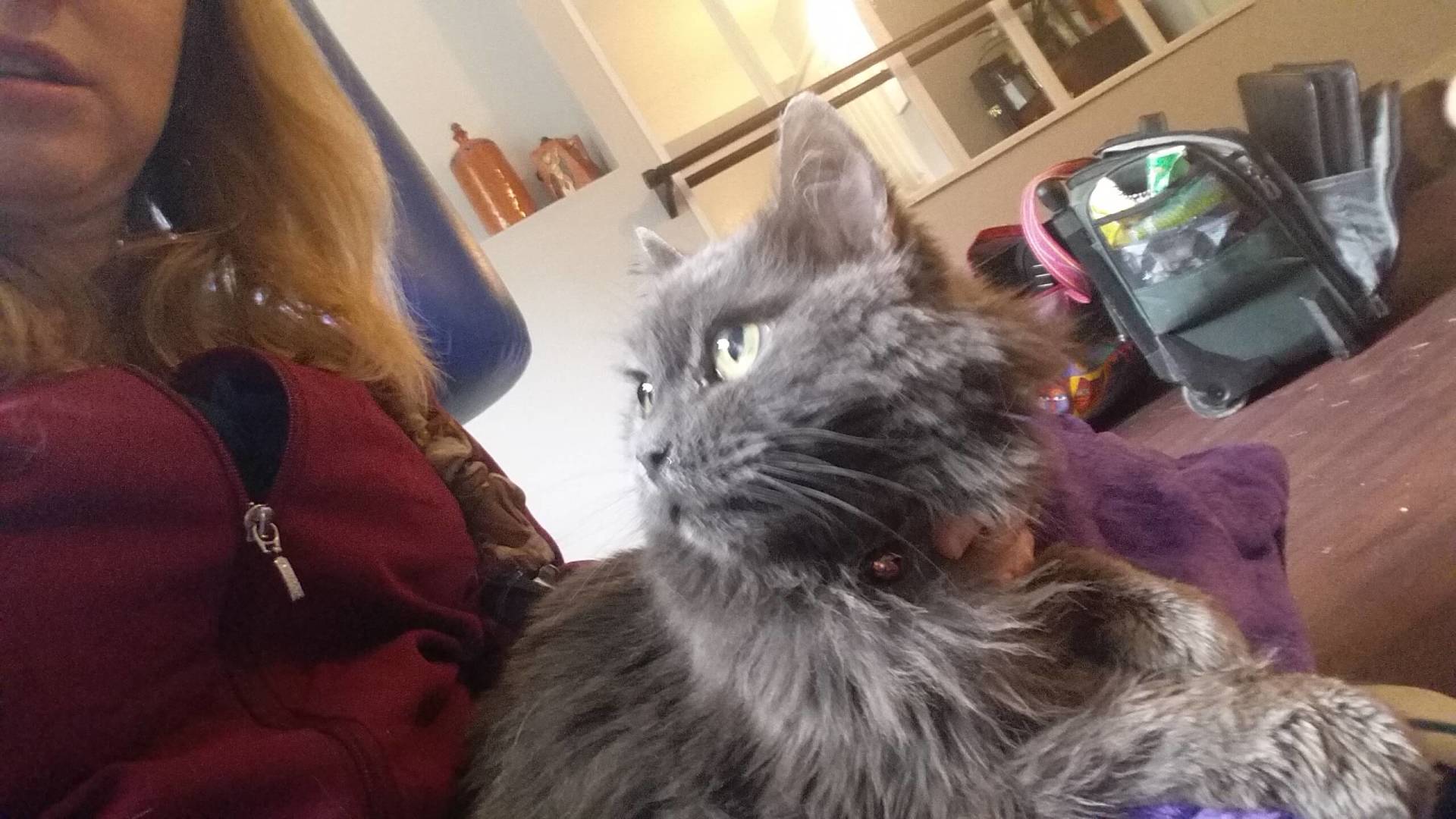 lovely cat - house call in Windsor, CO