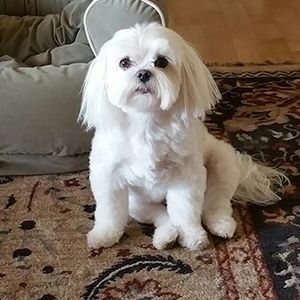 White Dog - quality veterinary services in Windsor, CO