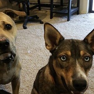 Two Dogs - quality veterinary services in Windsor, CO