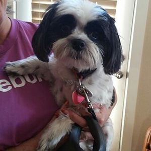 Fluffy Dog - quality veterinary services in Windsor, CO