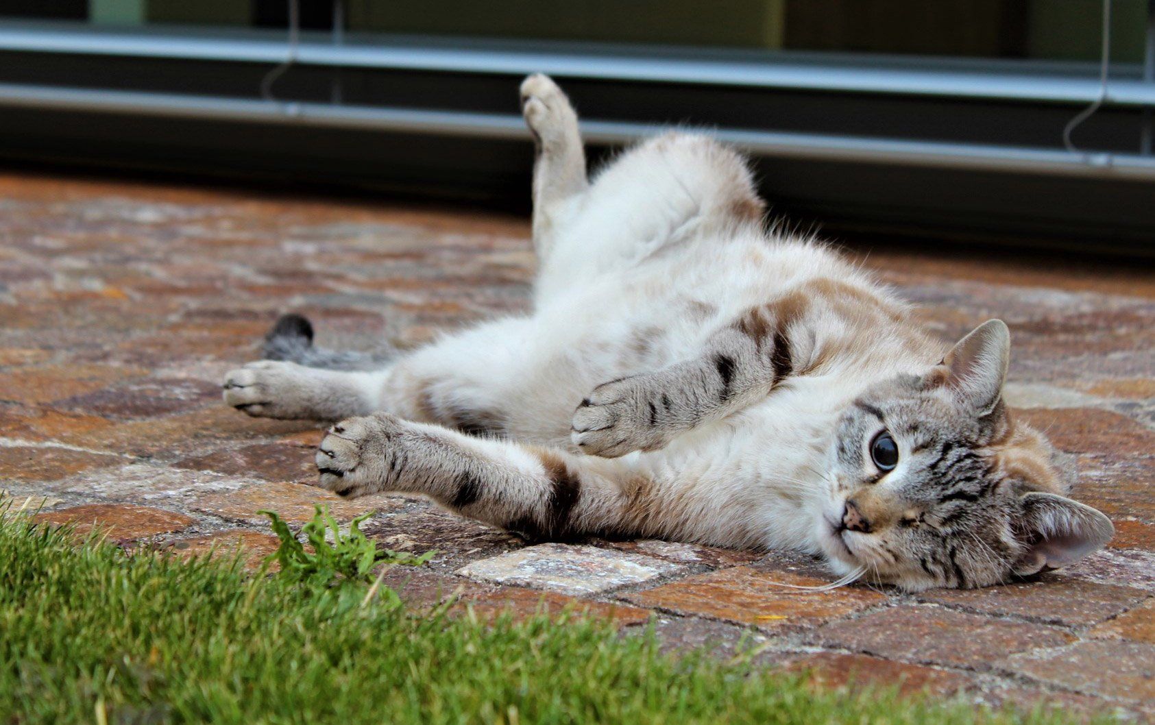 gatto maso Kreutnerbinde Terlano