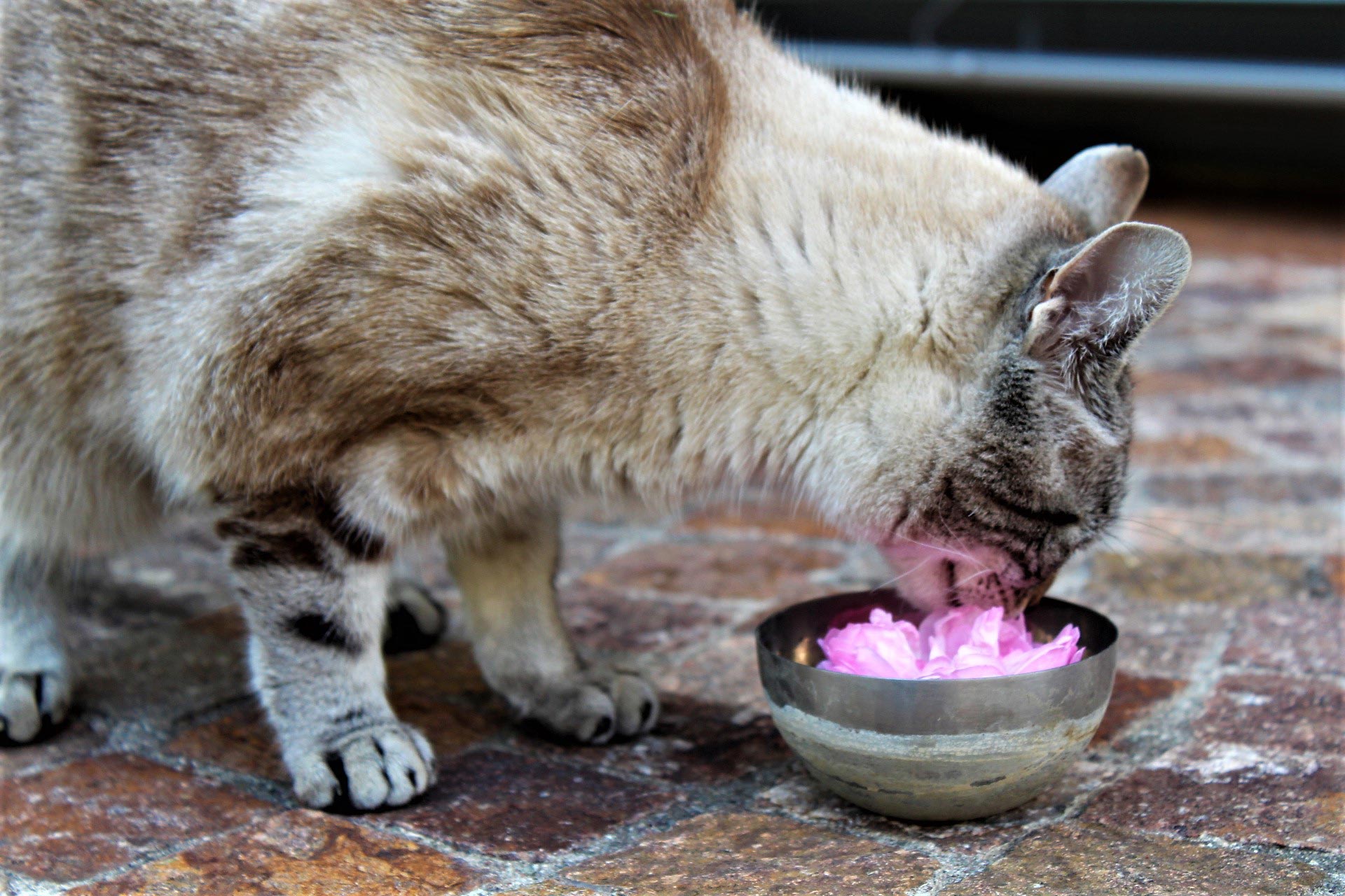 Katze Kreutnerbinderhof Terlan