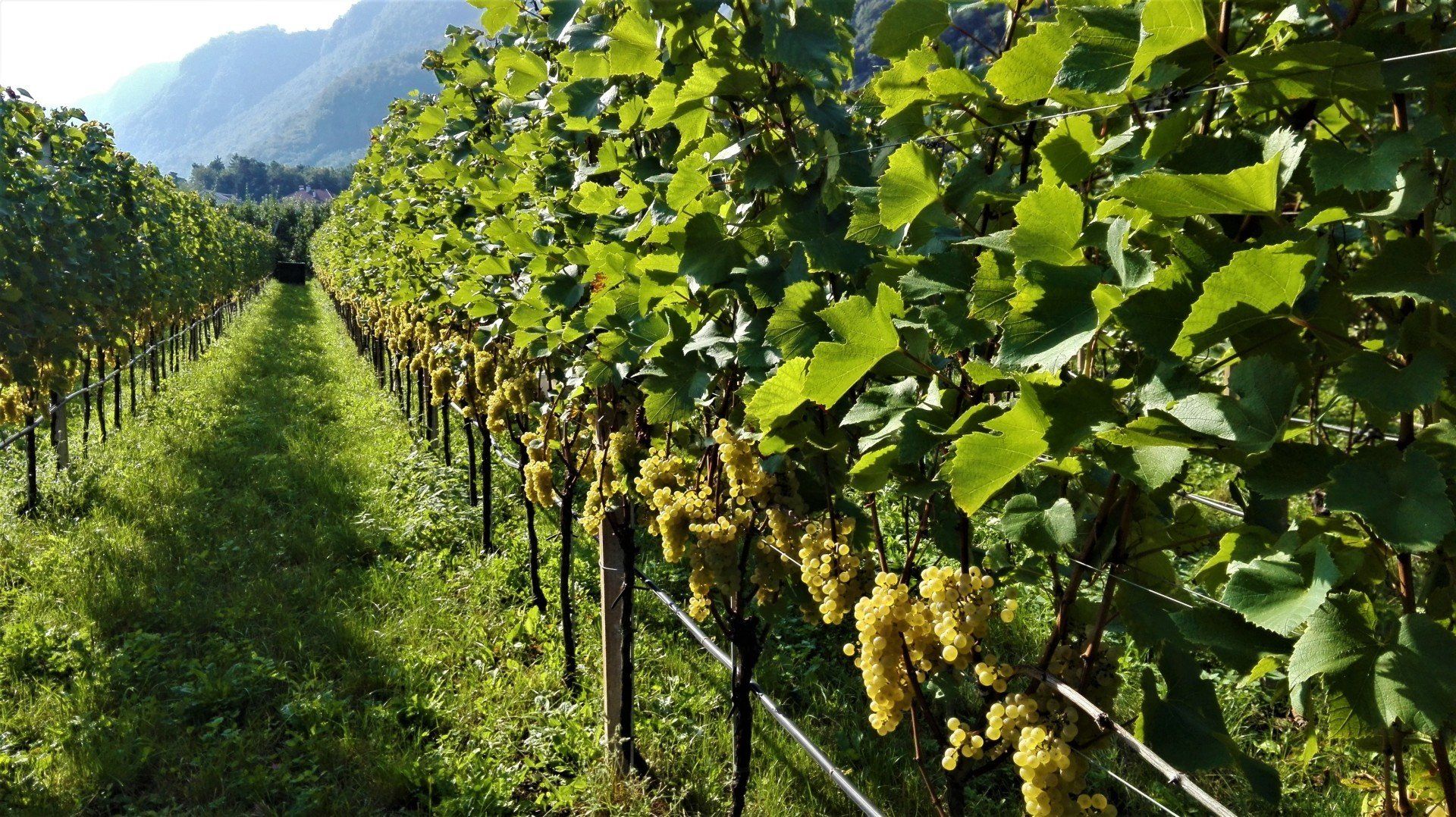Vino Terlano
