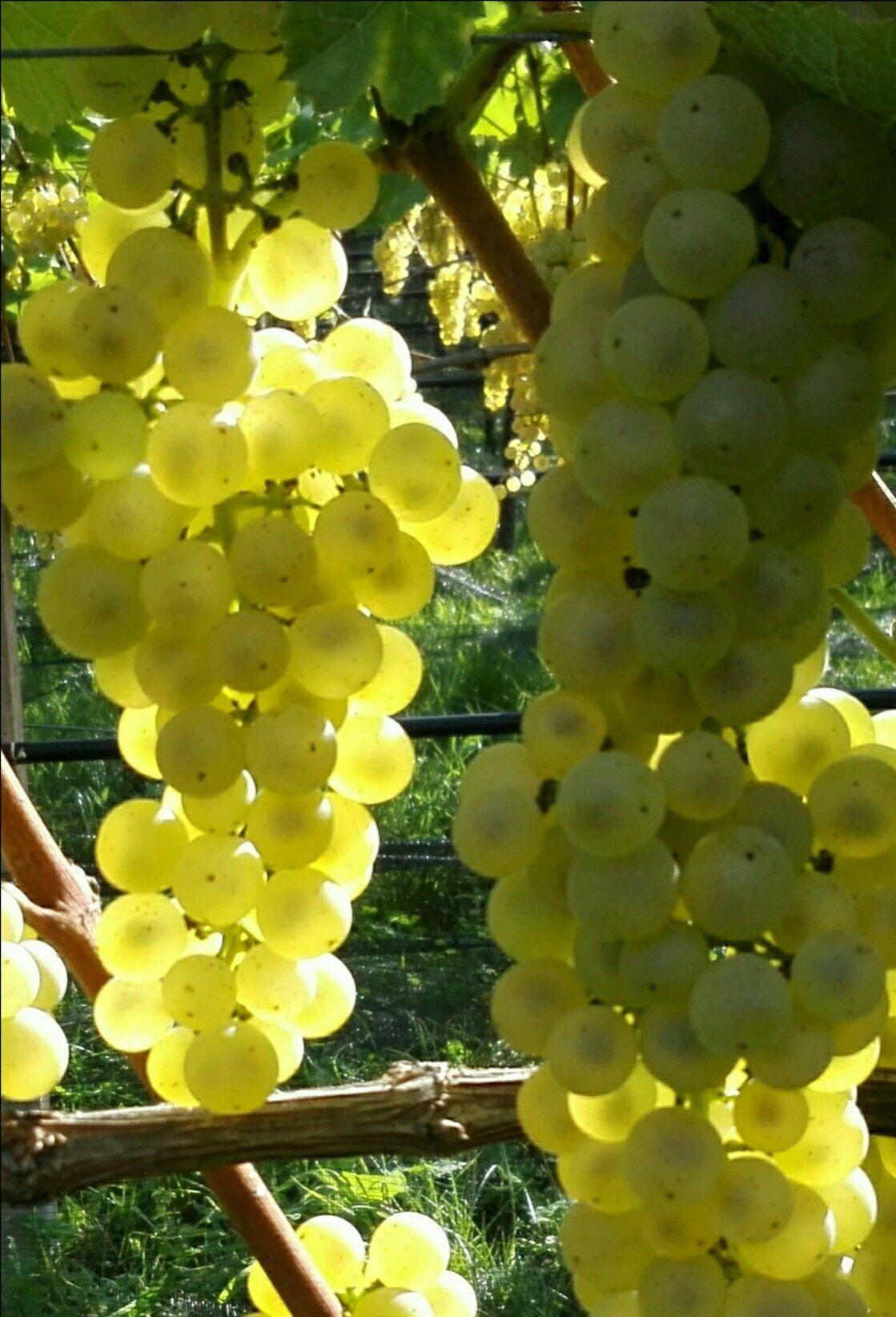 Vino Terlano