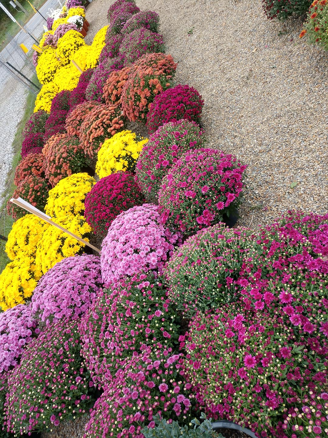 Rows of colorful chrysanthemums, including yellow, purple, and orange, in a garden bed.