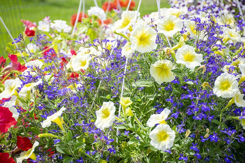 Hanging basket overflowing with white and yellow petunias, blue lobelia, and red flowers in a sunny setting.