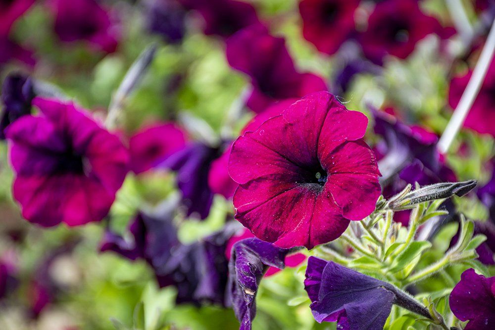 Close-up of vibrant purple petunia flowers in full bloom, surrounded by green foliage.