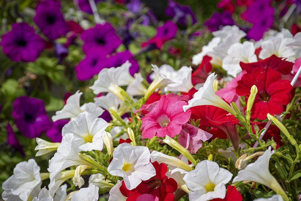Close-up of vibrant petunia flowers in shades of purple, white, pink, and red, blooming outdoors.
