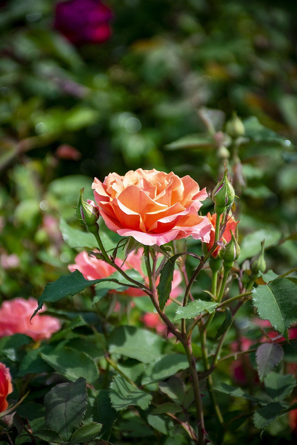 Coral-colored rose in full bloom with several buds against a blurred green foliage background.