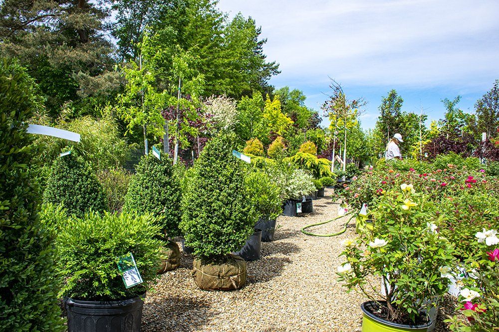 Rows of potted plants at a plant nursery, with a gravel path and trees under a blue sky.