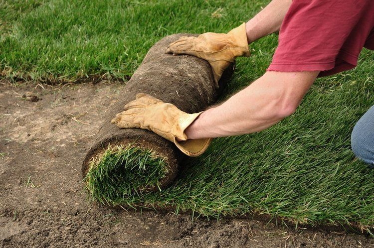 Person in gloves rolling out sod onto prepared soil.