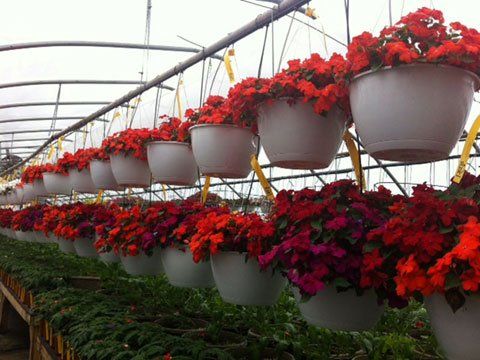Annuals