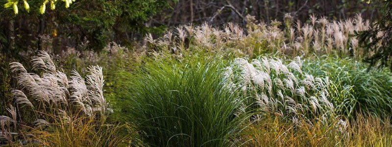 Ornament Grasses