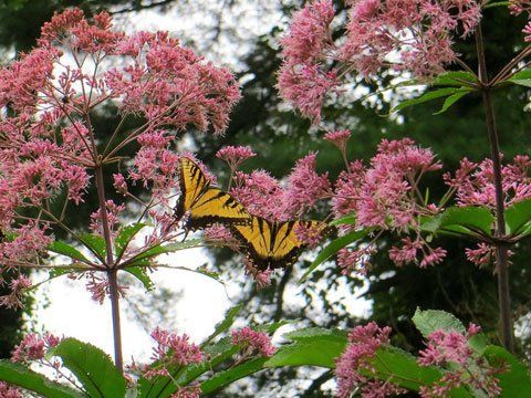 Perennials