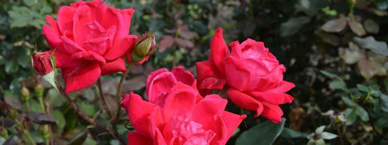 Roses