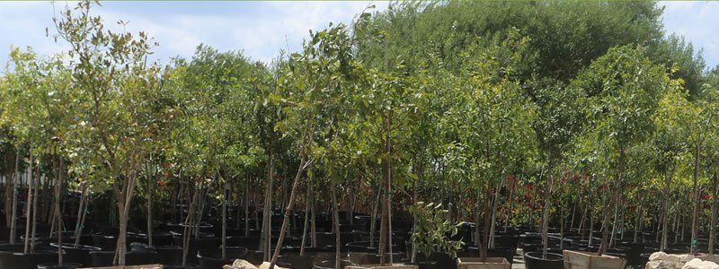 Shade Trees