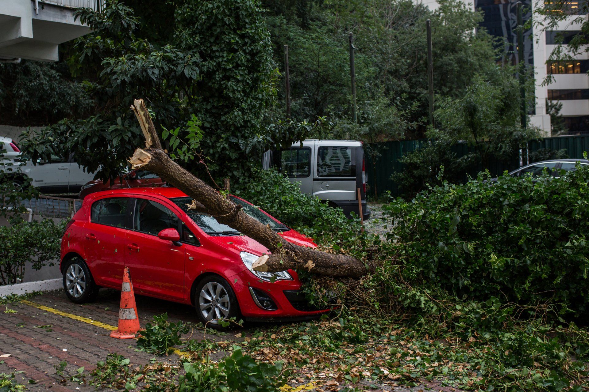 Emergency Tree Service Clear Lake Texas