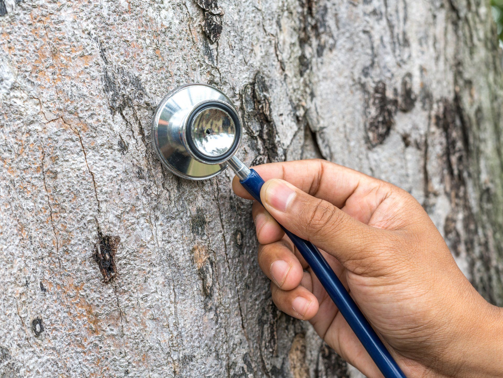 Arborist Clear Lake Texas