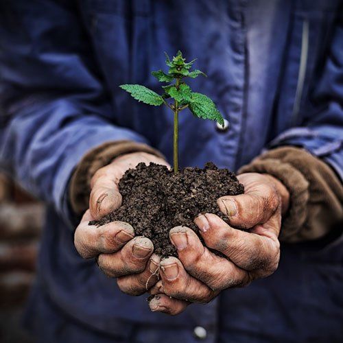Planting Trees in Your Yard — St. Louis, MO — County Tree Service