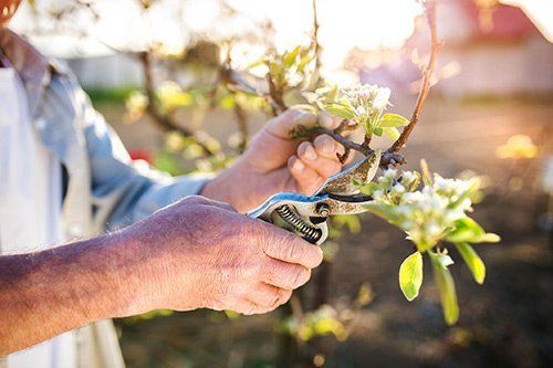 Regular Tree Maintenance — St. Louis, MO — County Tree Service Regular Tree Maintenance — St. Louis, MO — County Tree Service