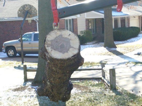 A severed tree trunk hangs from a black metal support structure in a suburban front yard.