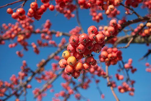 Crabapple Trees in Springtime Blooms — St. Louis, MO — County Tree Service Crabapple Trees in Springtime Blooms — St. Louis, MO — County Tree Service