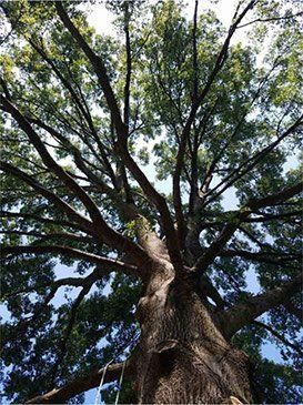 A low-angle view looking up into the expansive, leafy canopy and textured trunk of a large, mature oak tree.