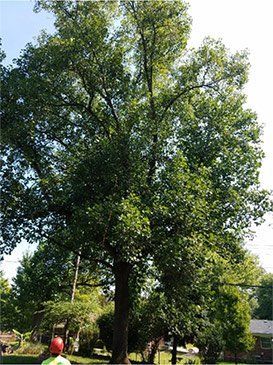 A person in a hard hat stands before a tall, mature deciduous tree with a dense canopy on a bright, sunny day.