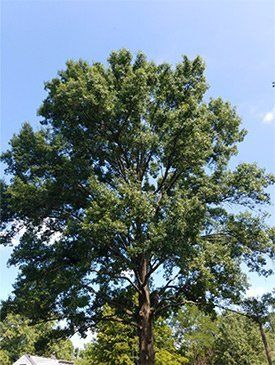 A tall, mature deciduous tree with a dense green canopy reaches upward against a clear blue sky.