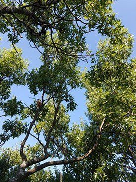 Looking up through the dense, green canopy of a leafy tree toward a clear blue sky.