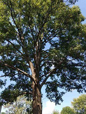 A tall, mature deciduous tree with a dense green canopy against a bright blue sky.