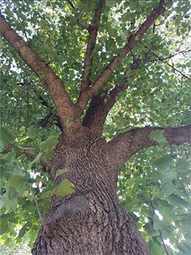 A low-angle view of a large, mature tree with a textured, rugged trunk and a wide canopy of green leaves.