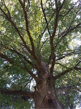 Looking up into the thick, textured trunk and branching canopy of a tall, mature deciduous tree.