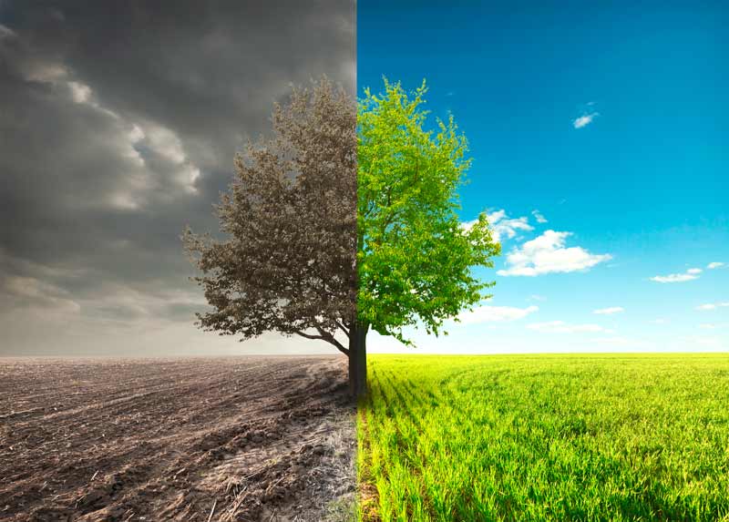 Summer Heats Up and the Spring Rain Stops Falling — St. Louis, MO — County Tree Service
