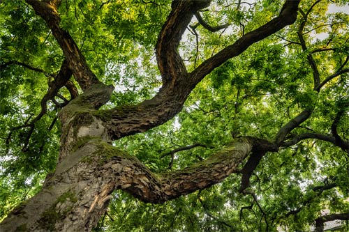 Maintaining Oak Wilt — St. Louis, MO — County Tree Service Maintaining Oak Wilt — St. Louis, MO — County Tree Service