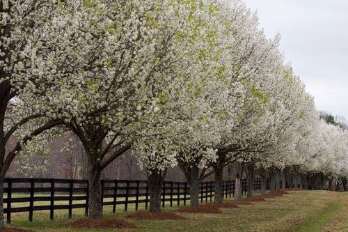 Bradford Pear Tree — St. Louis, MO — County Tree Service Bradford Pear Tree — St. Louis, MO — County Tree Service