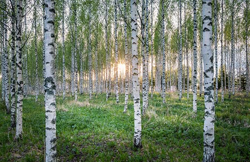 River Birch Tree — St. Louis, MO — County Tree Service River Birch Tree — St. Louis, MO — County Tree Service