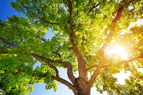 Pathogen for Sudden Oak Death — St. Louis, MO — County Tree Service