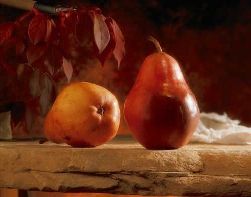Luscious Fruit Pear Tree — St. Louis, MO — County Tree Service