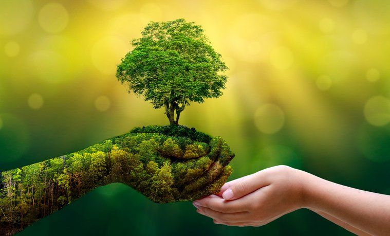 Tree Care for Forest Conservation — St. Louis, MO — County Tree Service A hand textured like moss and soil holds a small, leafy green tree, extending it toward another outstretched human hand.