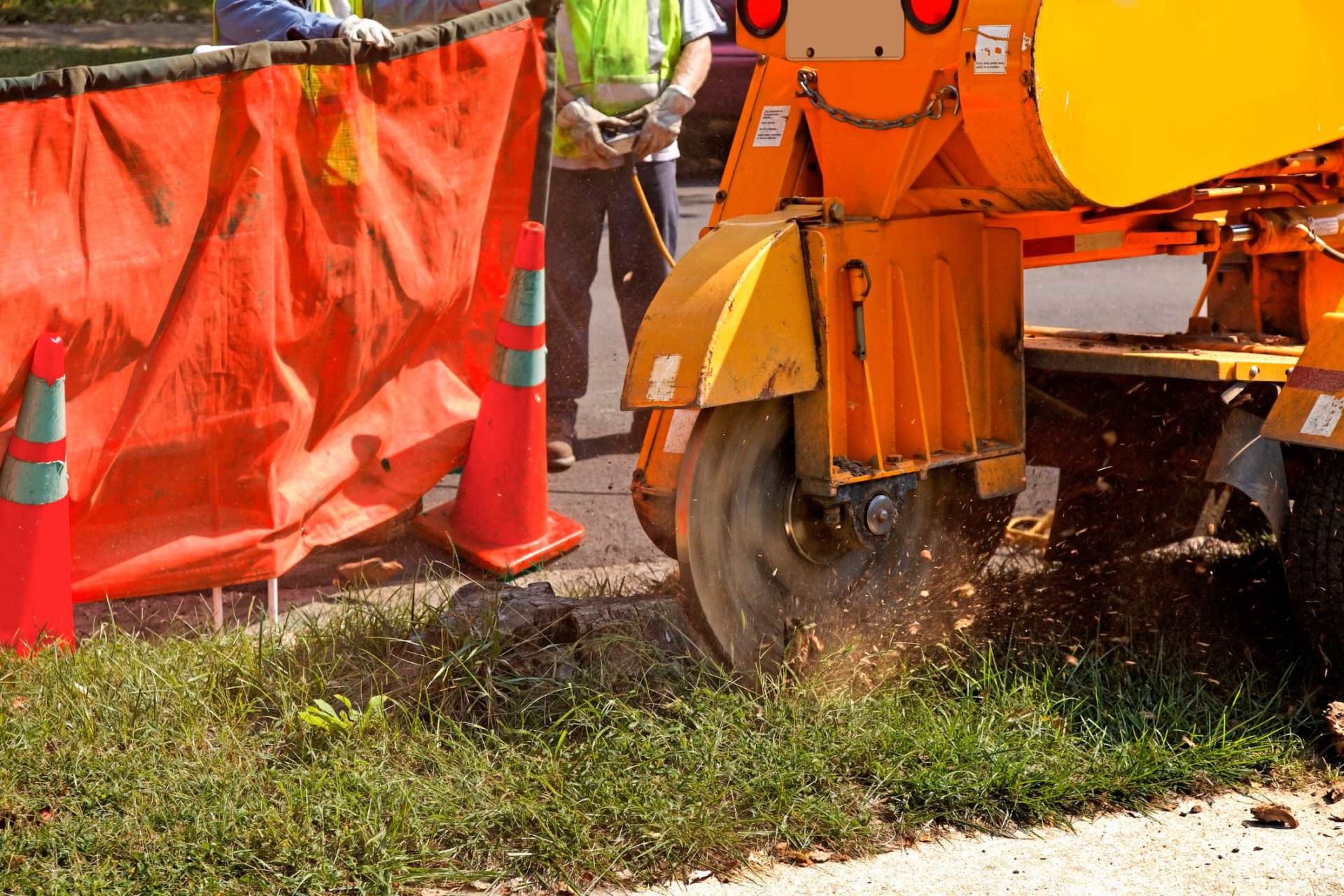 A yellow stump grinder cuts into a tree stump near an orange construction barrier and safety cones.