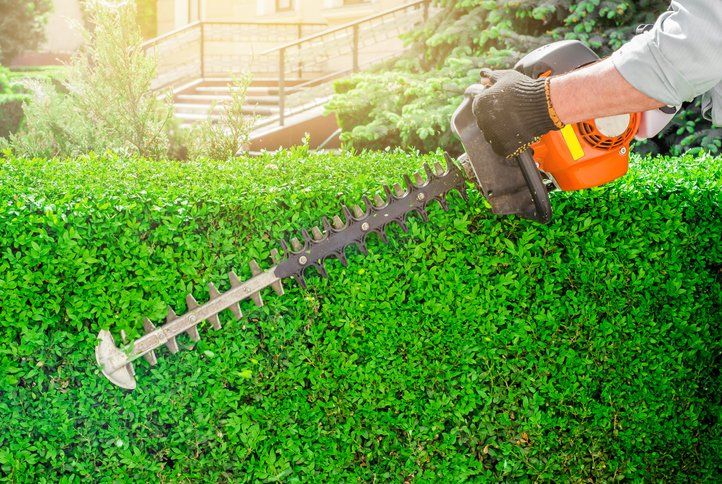 A close-up view of a person using a gas-powered hedge trimmer to shape a green hedge on a sunny day.