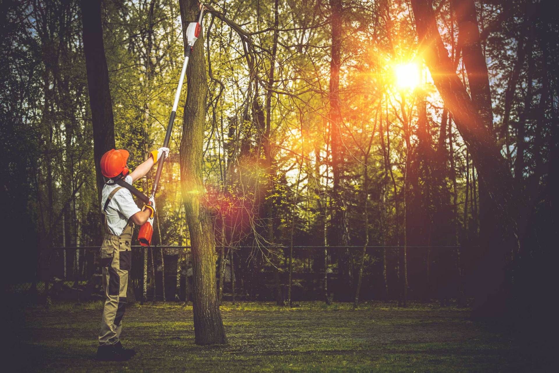 A worker in a helmet and work clothes uses a pole saw to trim a tree in a sunny, wooded outdoor area.