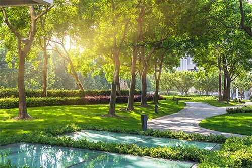 Trees on the Commercial Properties — St. Louis, MO — County Tree Service Trees on the Commercial Properties — St. Louis, MO — County Tree Service
