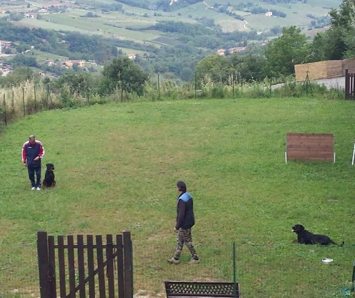 Un cane educato