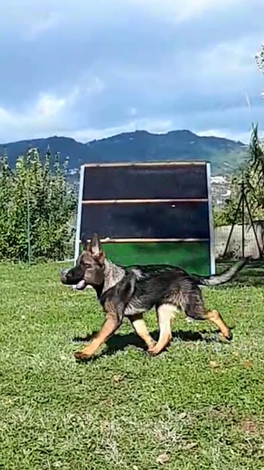 Un centro per cani